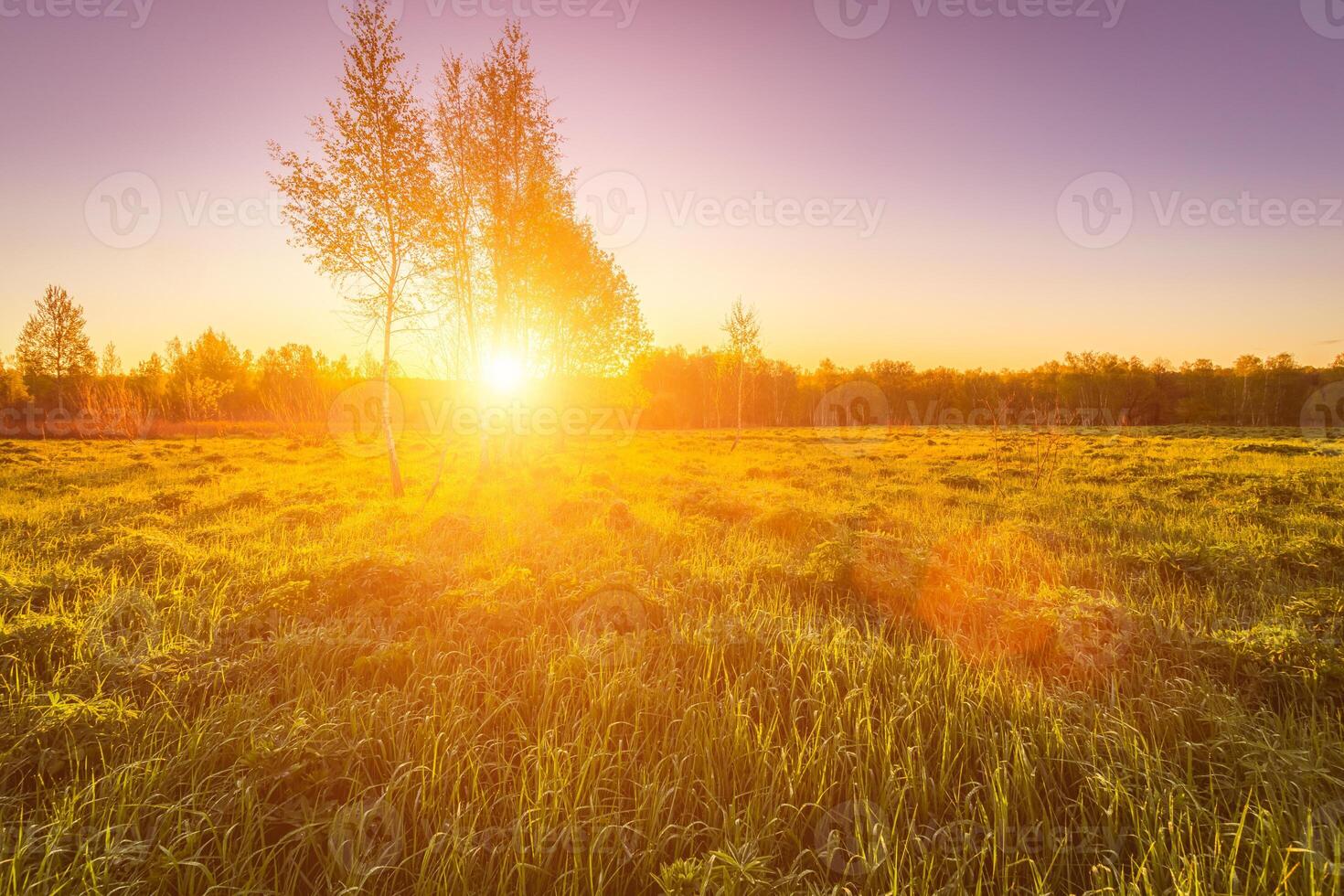 Sunrise or sunset in a spring field with green grass, lupine sprouts, fog on the horizon and clear bright sky. Sunbeam on a foreground. photo