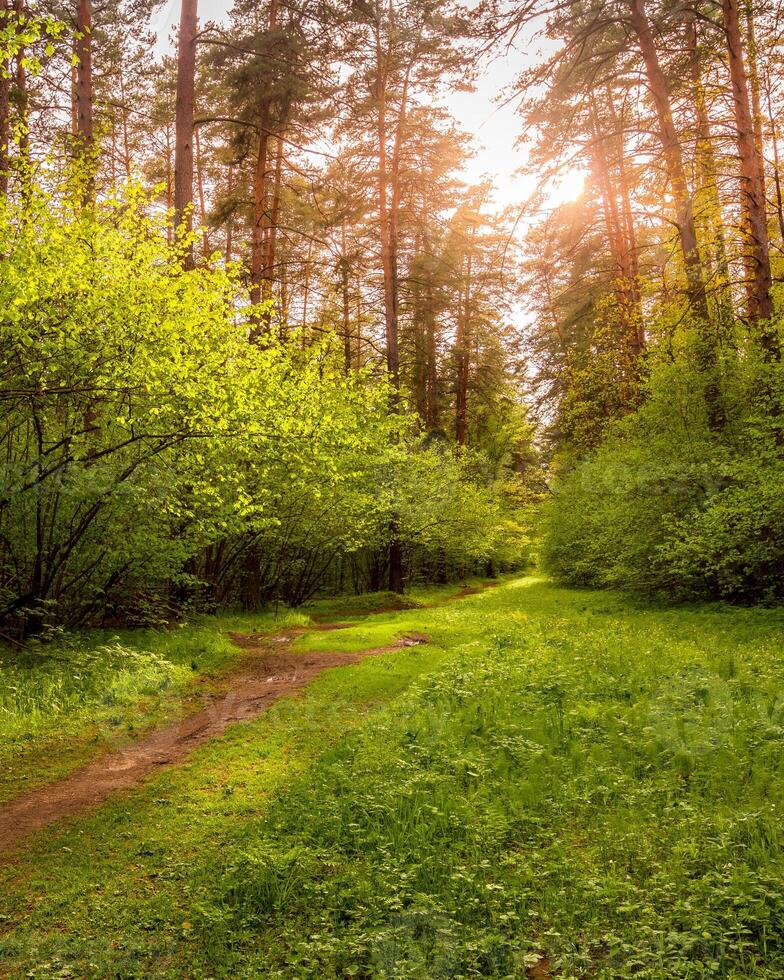 Sunset or sunrise in a spring pine forest photo