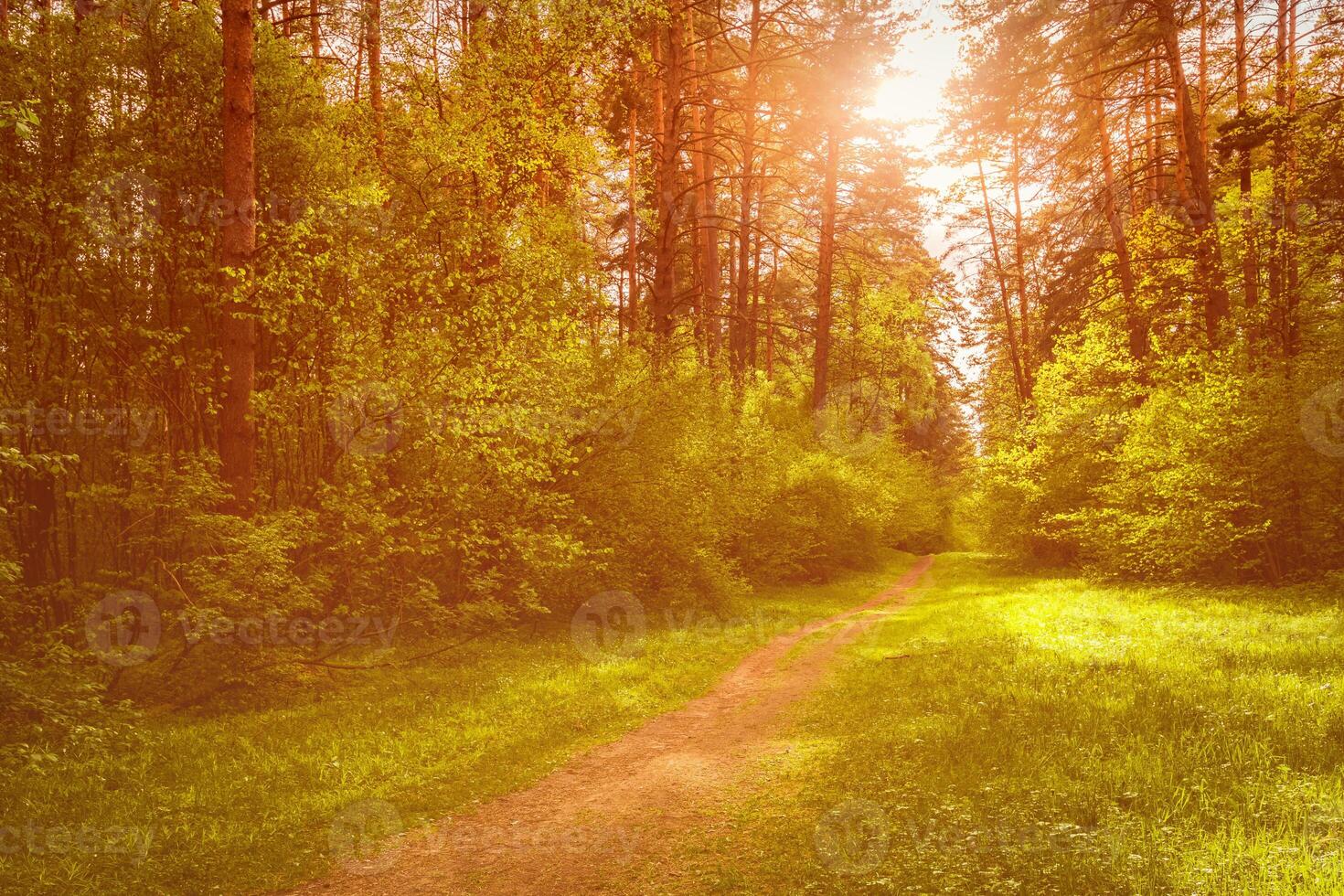 Sunset or sunrise in a spring pine forest photo