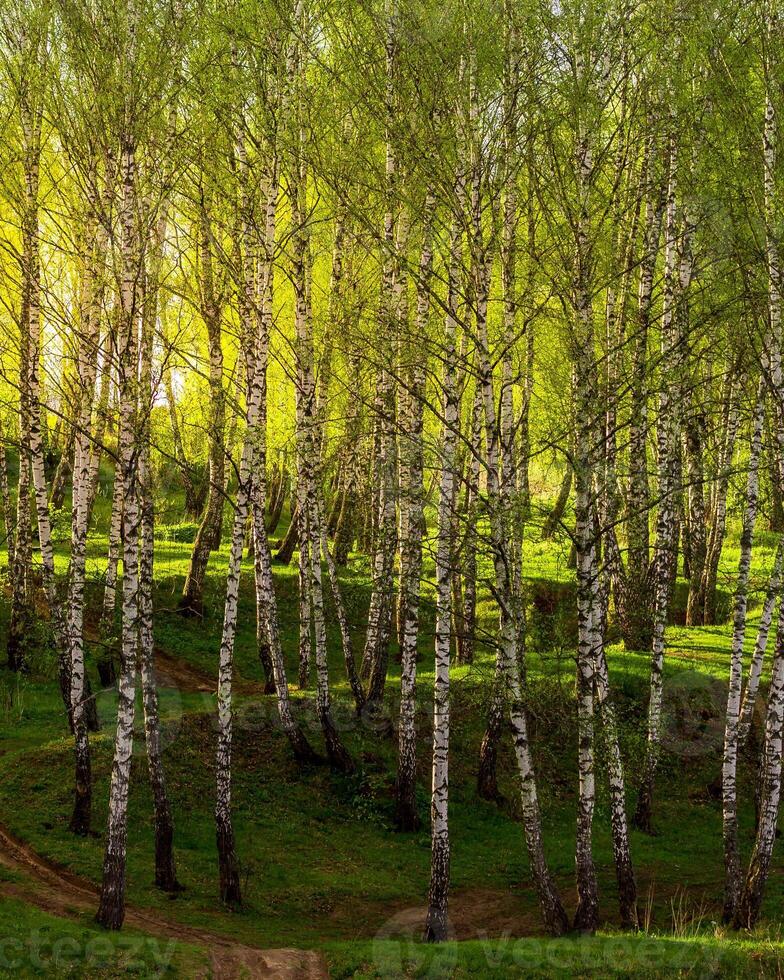 Sunset in a spring birch forest with fresh leaves. photo