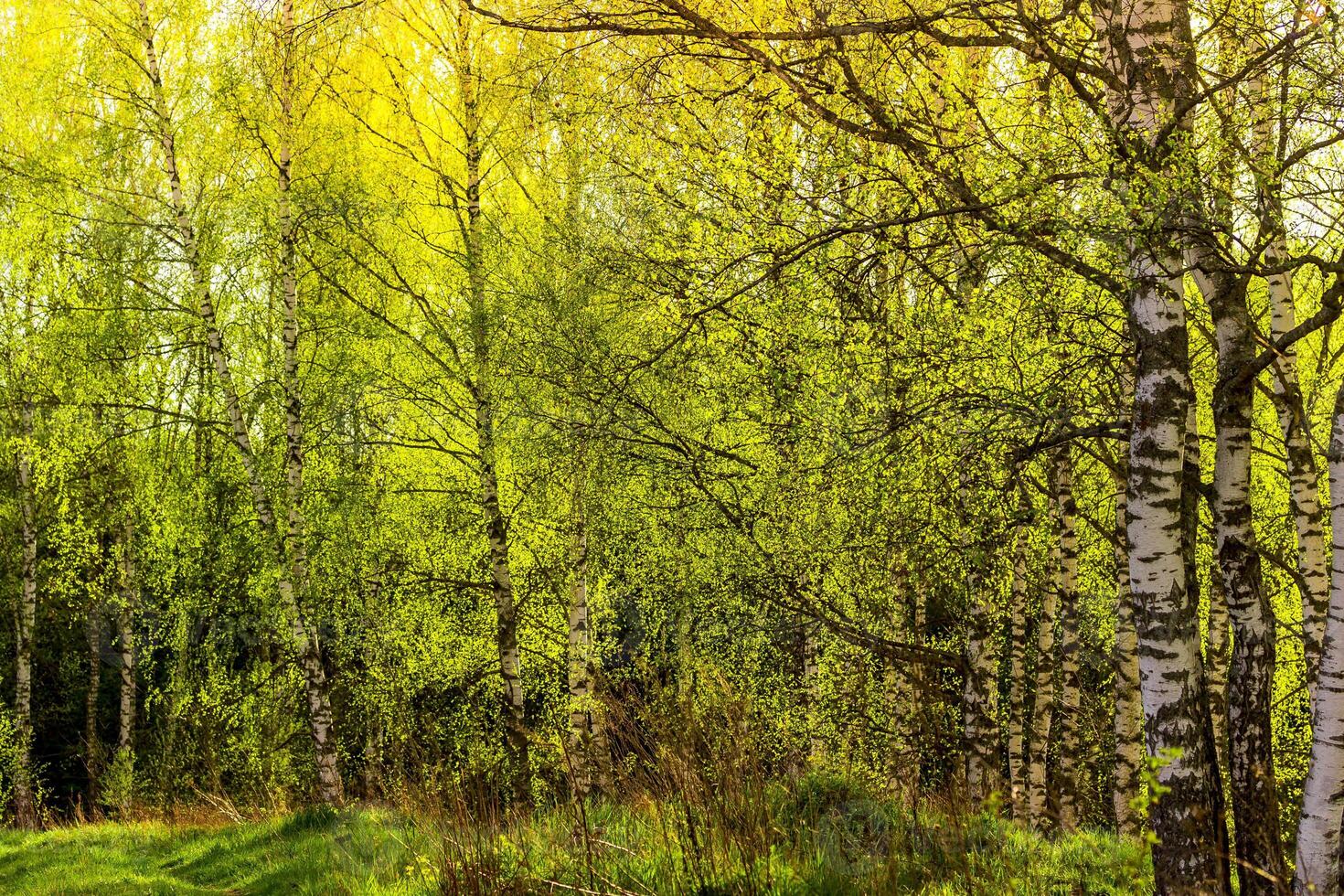 Sunset in a spring birch forest with fresh leaves. photo