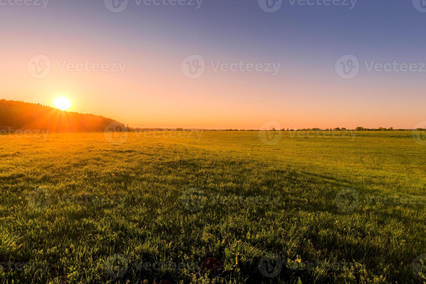 Sunset or dawn in a spring field with green grass. photo