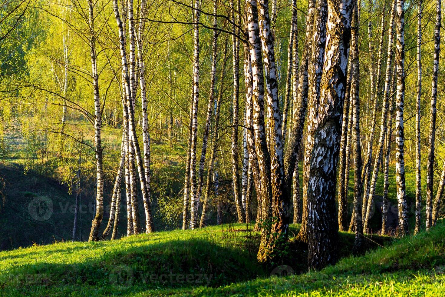 Sunrise or sunset in a spring birch forest with young green leaves. photo