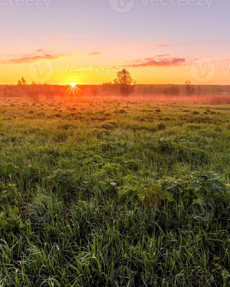 Sunrise or sunset in a spring field with green grass, lupine sprouts and trees. photo