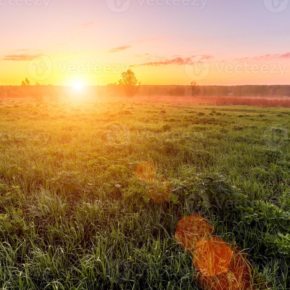 Sunrise or sunset in a spring field with green grass, lupine sprouts and trees. photo