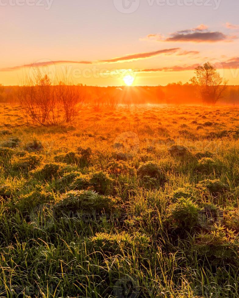 Sunrise or sunset in a spring field with green grass, lupine sprouts and trees. photo