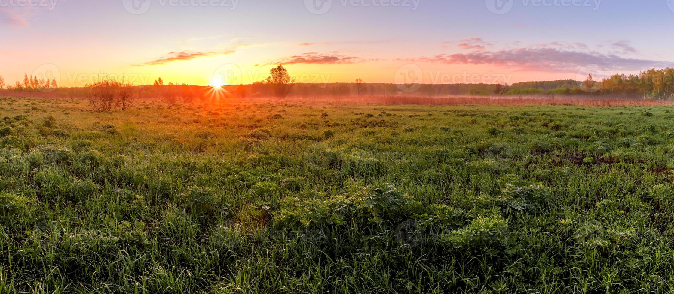 Sunrise or sunset in a spring field with green grass, lupine sprouts and trees. photo