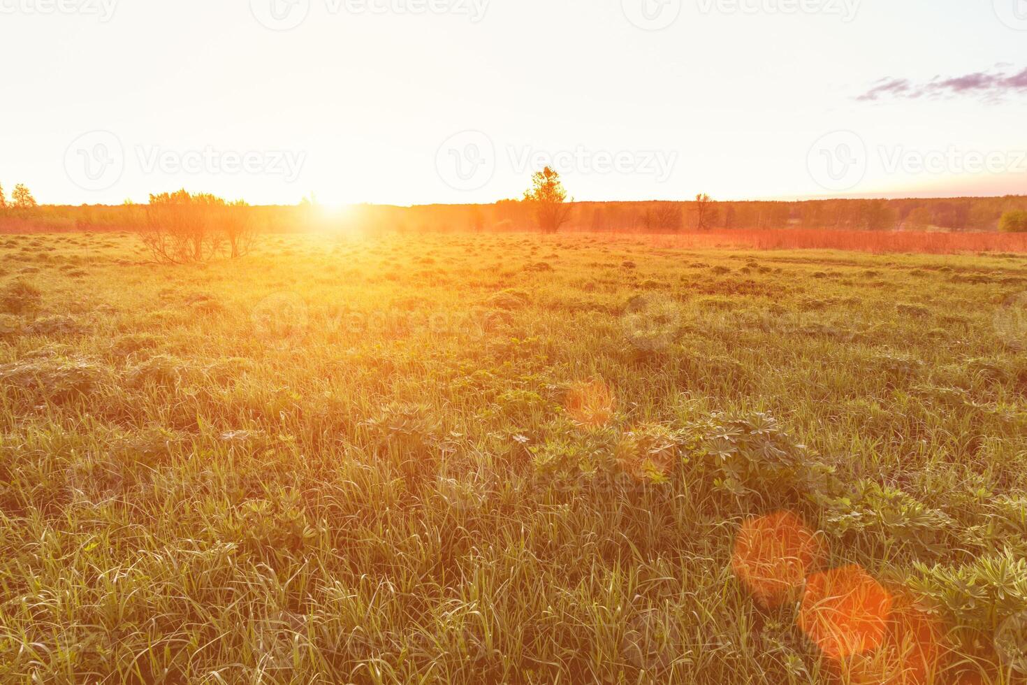 Sunrise or sunset in a spring field with green grass, lupine sprouts and trees. photo