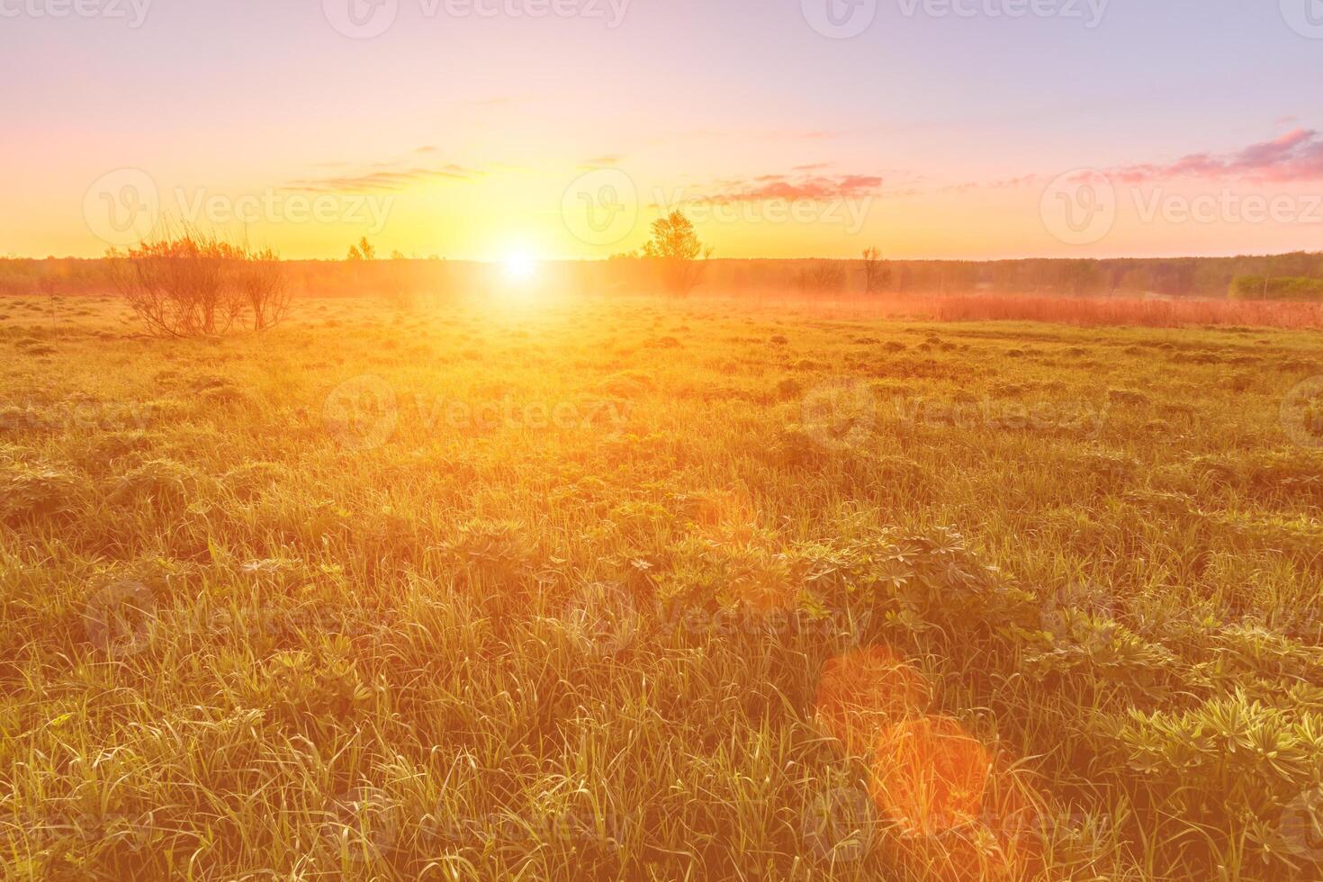 Sunrise or sunset in a spring field with green grass, lupine sprouts and trees. photo