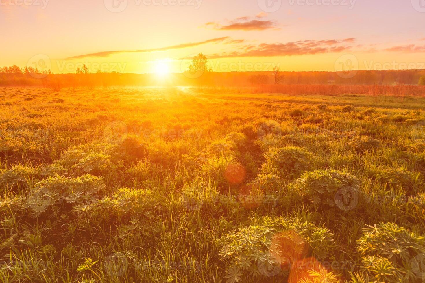 Sunrise or sunset in a spring field with green grass, lupine sprouts and trees. photo