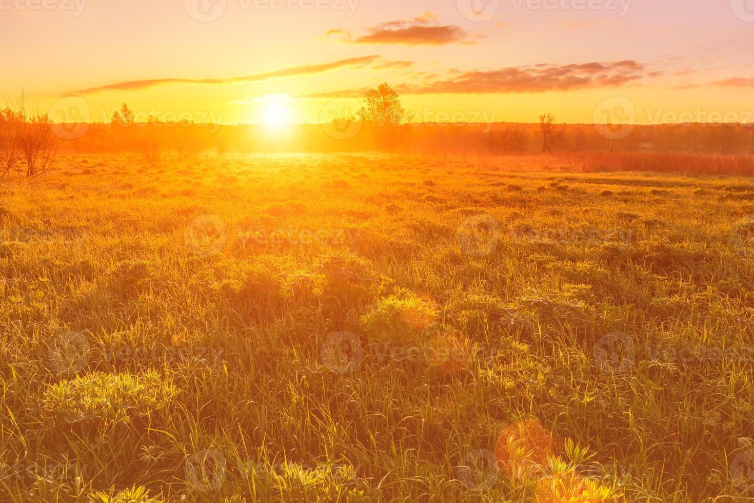Sunrise or sunset in a spring field with green grass, lupine sprouts and trees. photo