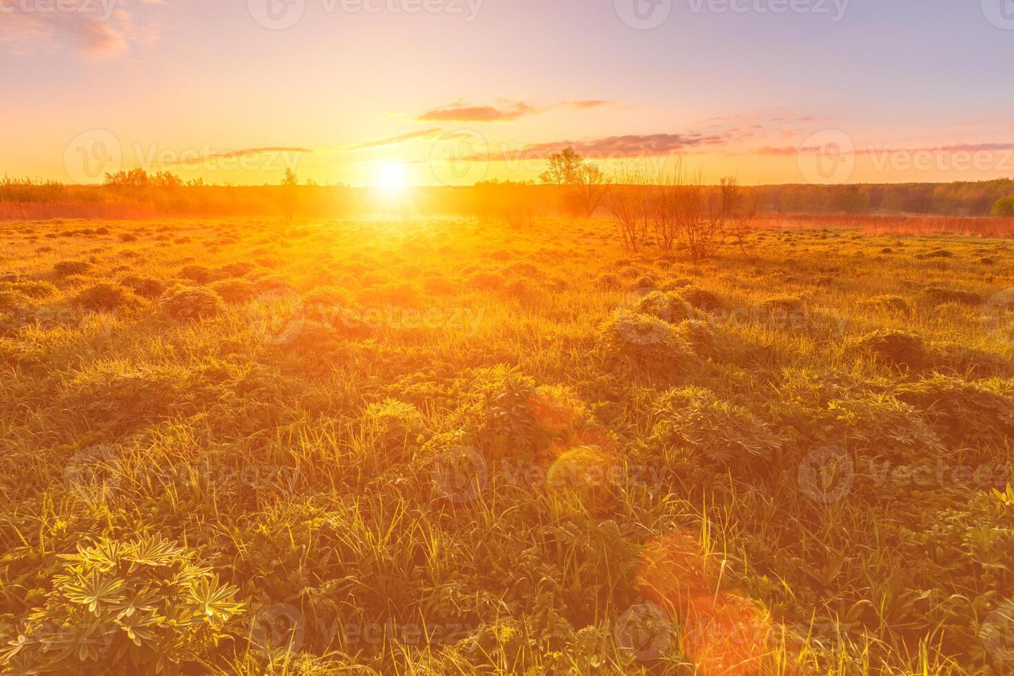Sunrise or sunset in a spring field with green grass, lupine sprouts and trees. photo