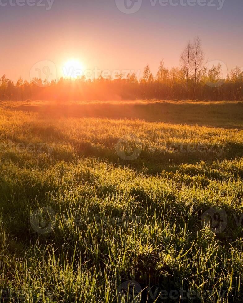 Sunrise or sunset in a spring field with green grass . photo