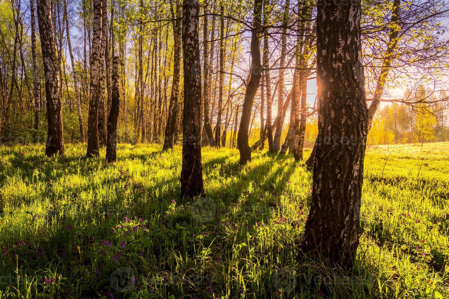 Sunrise or sunset in a spring birch forest with rays of sun. photo