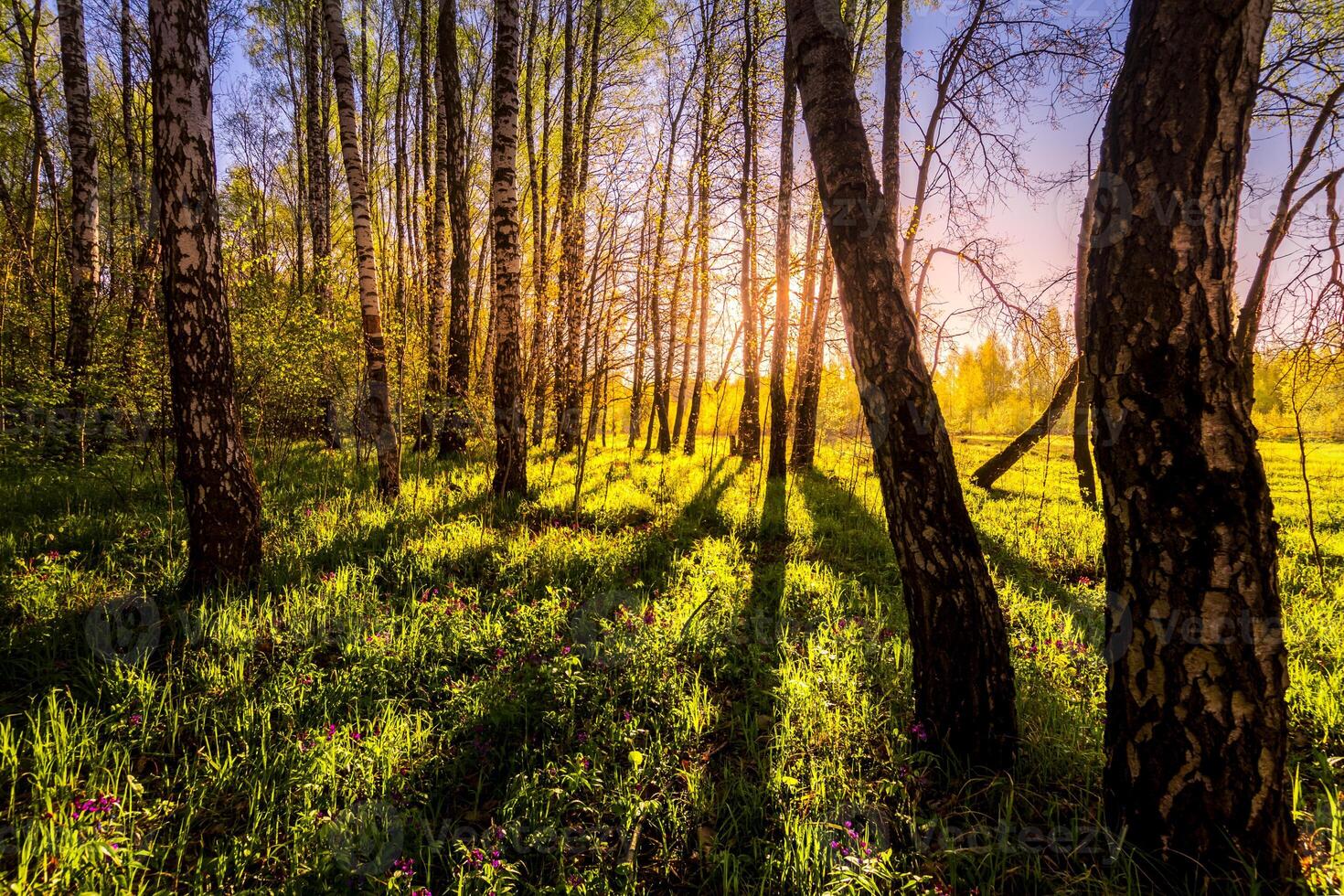 Sunrise or sunset in a spring birch forest with rays of sun. photo