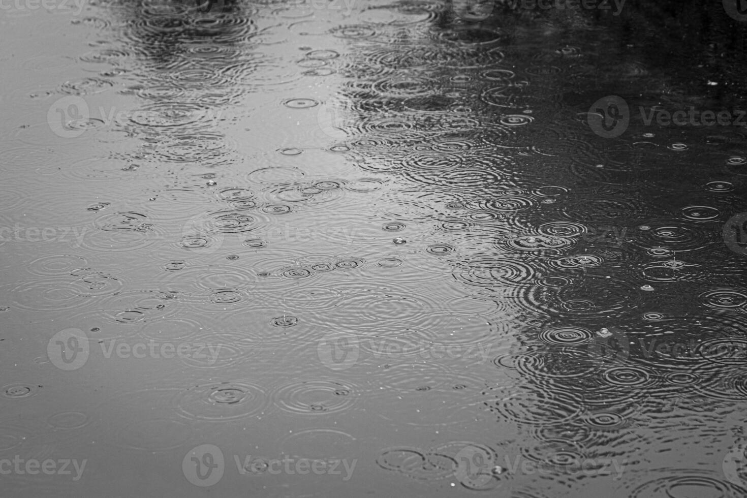 Raindrops falling into a puddle and leaving circles on the water. photo