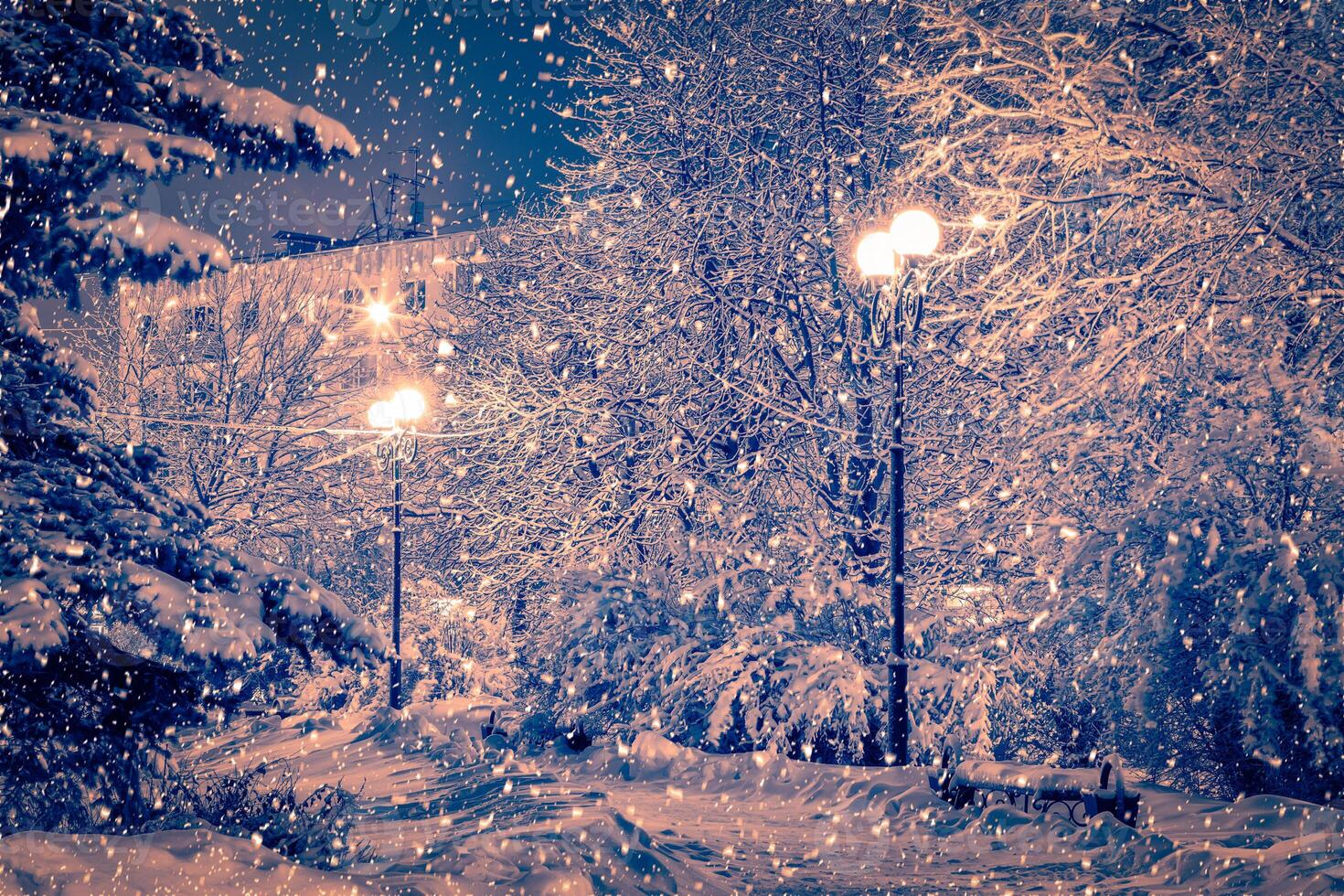Winter night park with lanterns, pavement and trees covered with snow in snowfall. photo