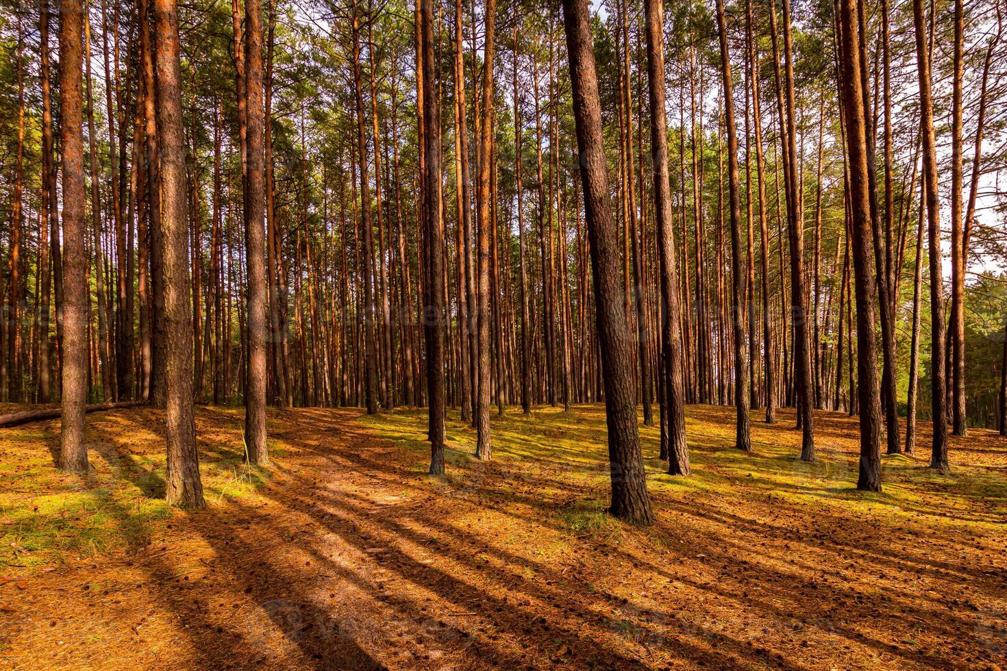 Autumn forest with pine trees standing in rows. photo