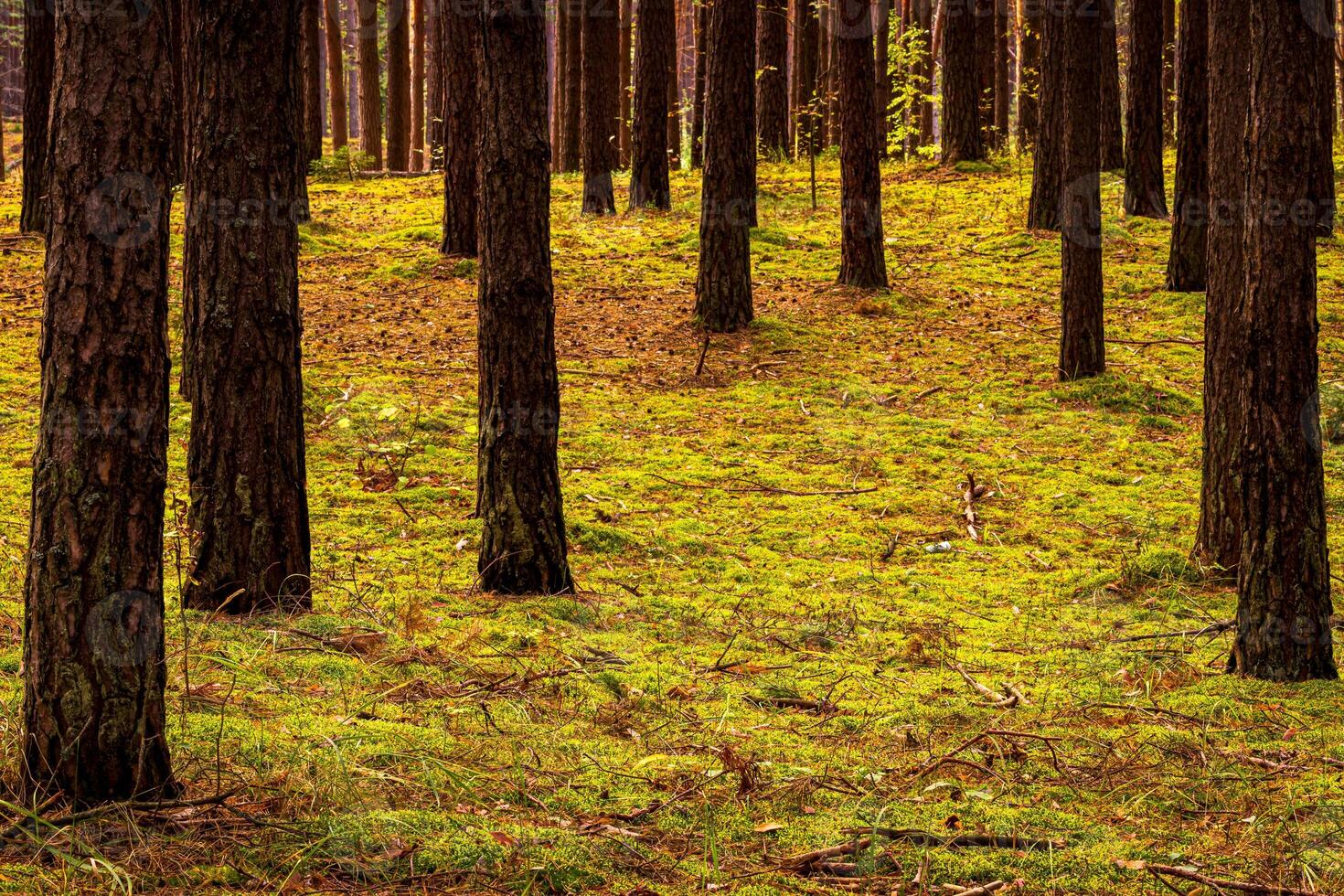 Autumn forest with pine trees standing in rows. photo