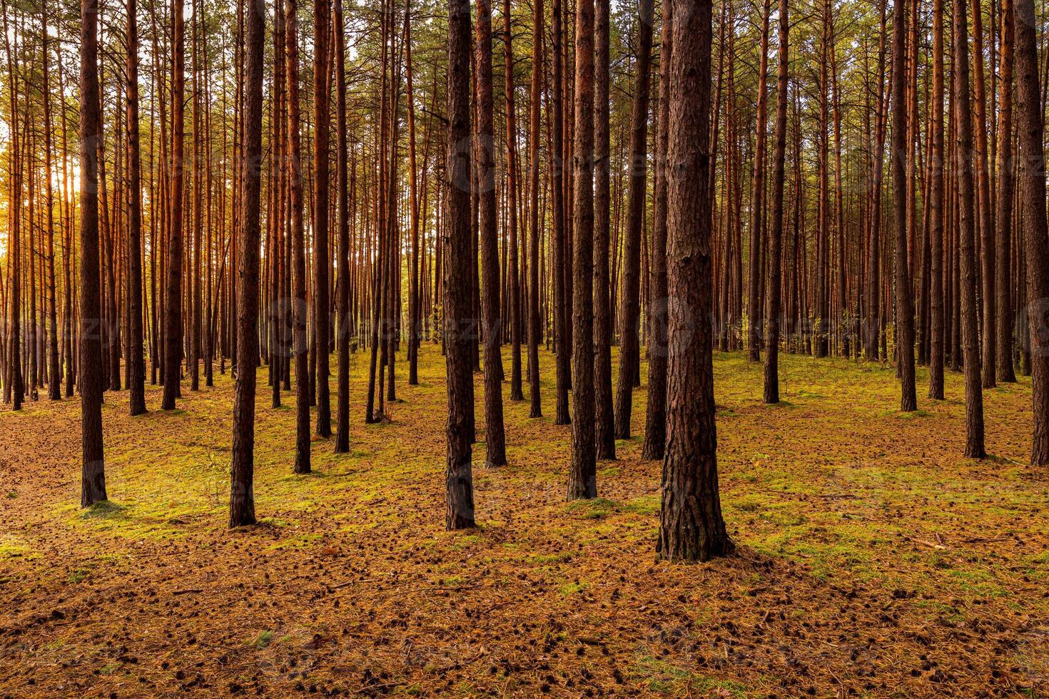 Autumn forest with pine trees standing in rows. photo