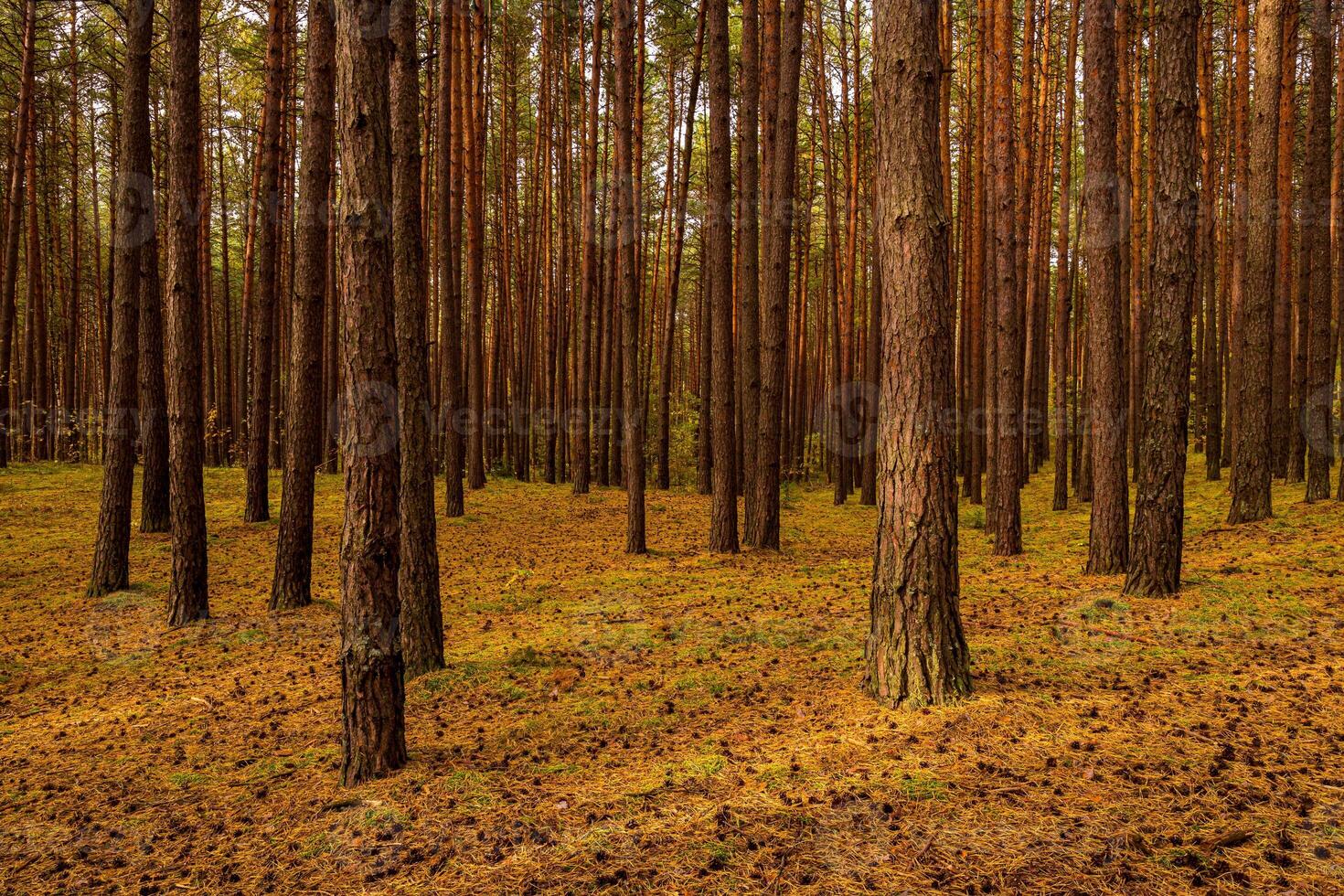 Autumn forest with pine trees standing in rows. photo