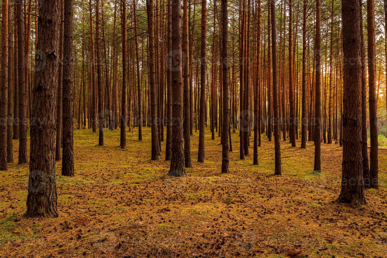 Autumn forest with pine trees standing in rows. photo