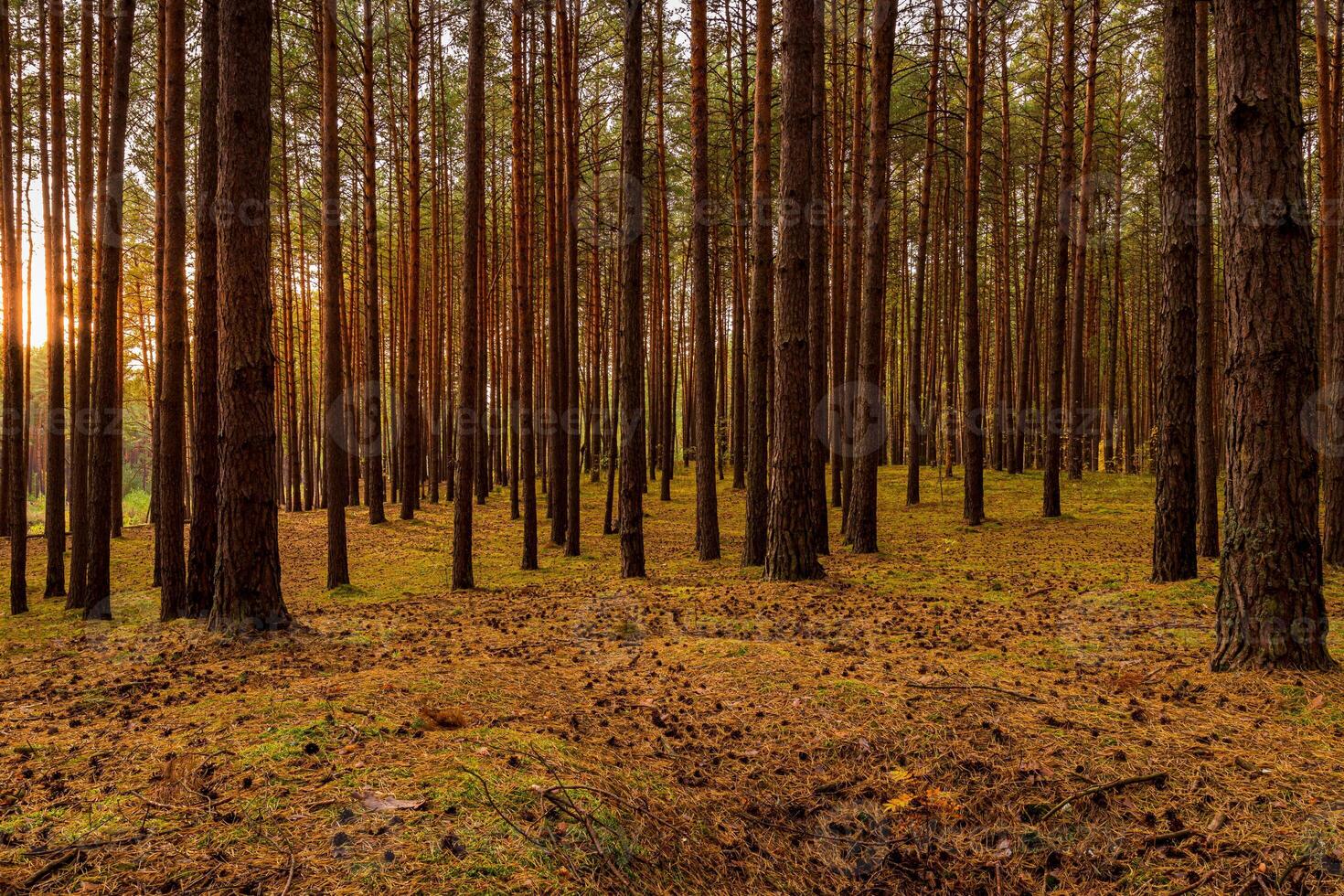 Autumn forest with pine trees standing in rows. photo