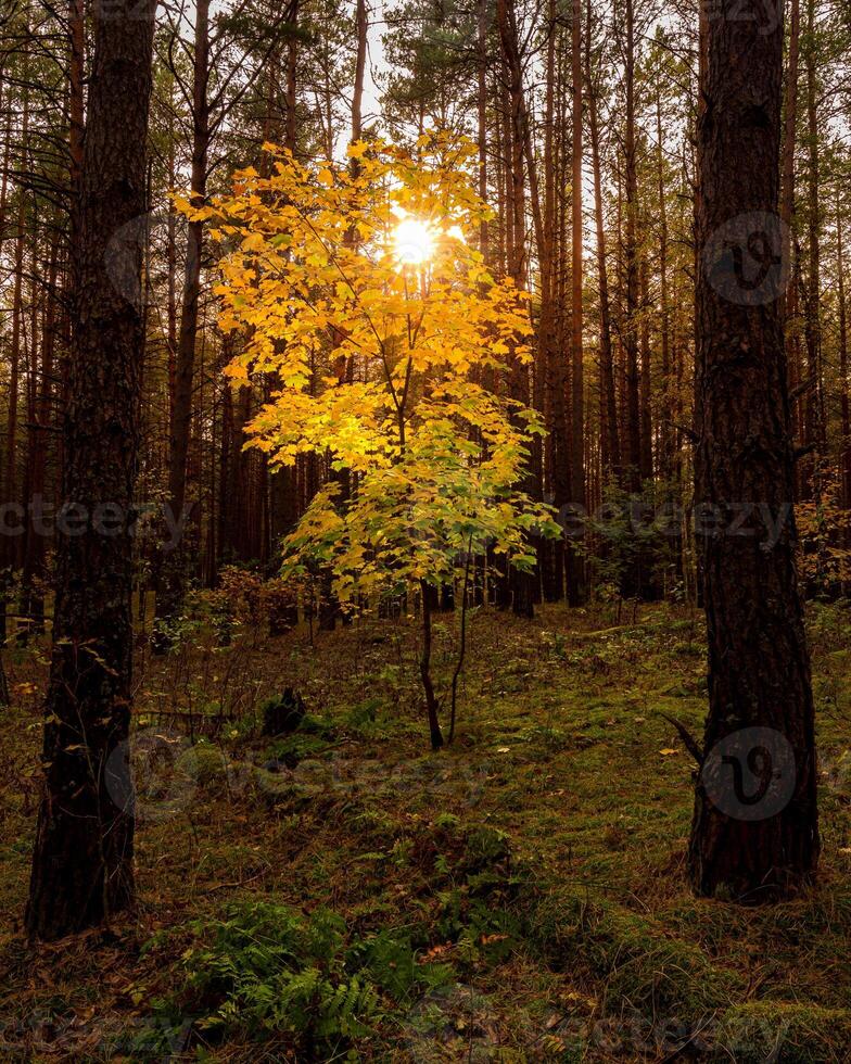 Maple with golden leaves in the autumn pine forest at sunset or sunrise. Sunbeams between tree trunks. photo