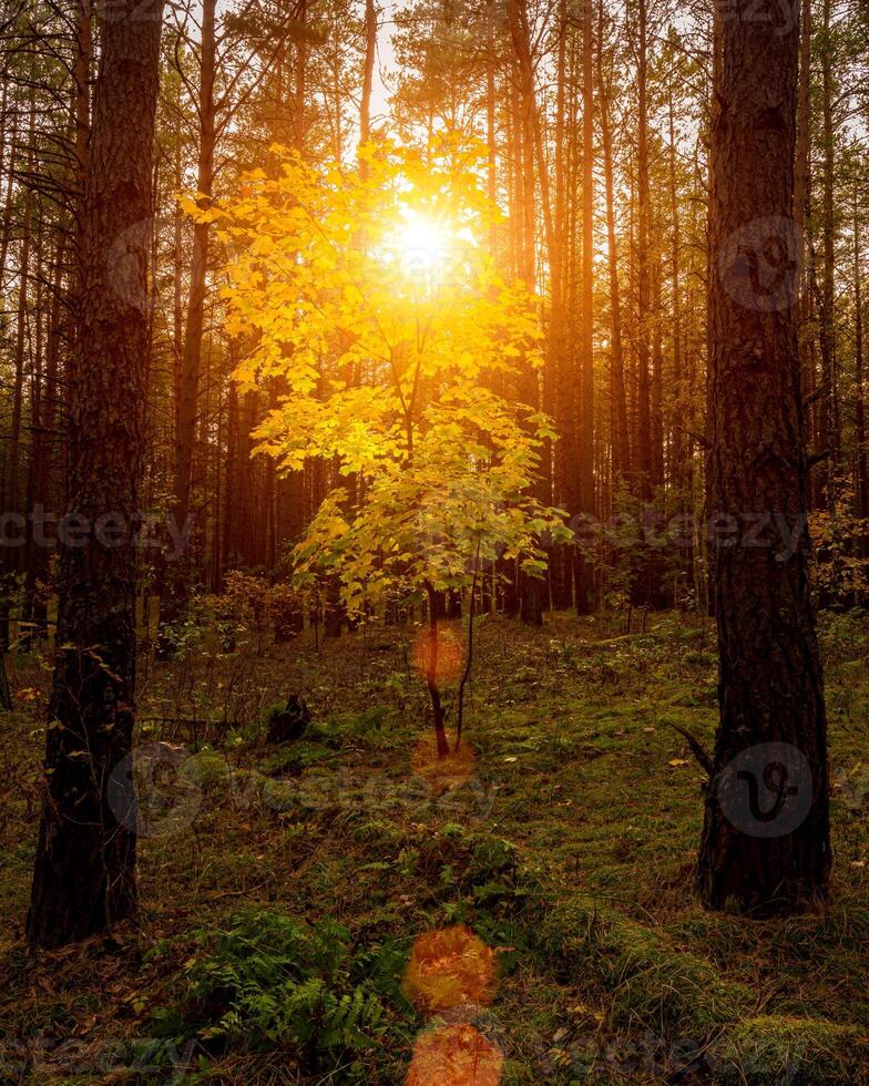 Maple with golden leaves in the autumn pine forest at sunset or sunrise. Sunbeams between tree trunks. photo