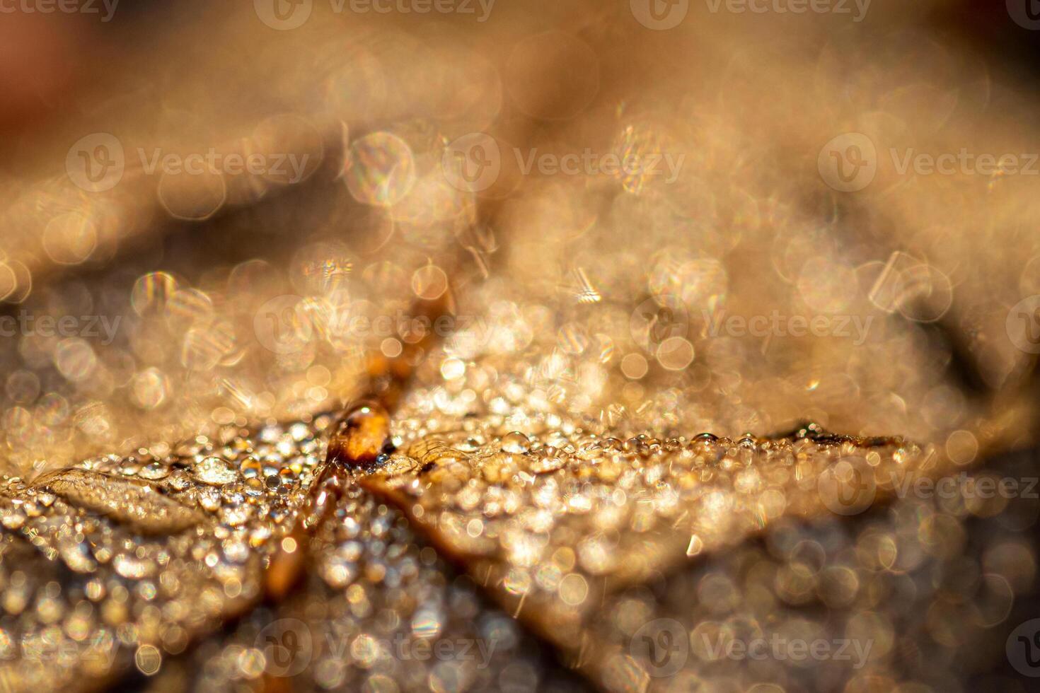 Dew drops on an autumn fallen leaf, shimmering in the sun, shot in close-up with bokeh. Abstract macro backdrop. photo
