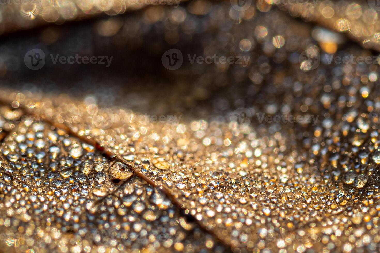 Dew drops on an autumn fallen leaf, shimmering in the sun, shot in close-up with bokeh. Abstract macro backdrop. photo