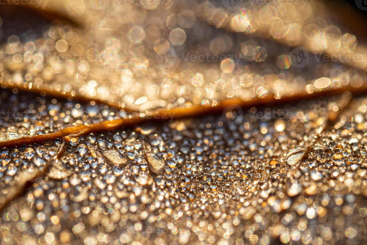 Dew drops on an autumn fallen leaf, shimmering in the sun, shot in close-up with bokeh. Abstract macro backdrop. photo