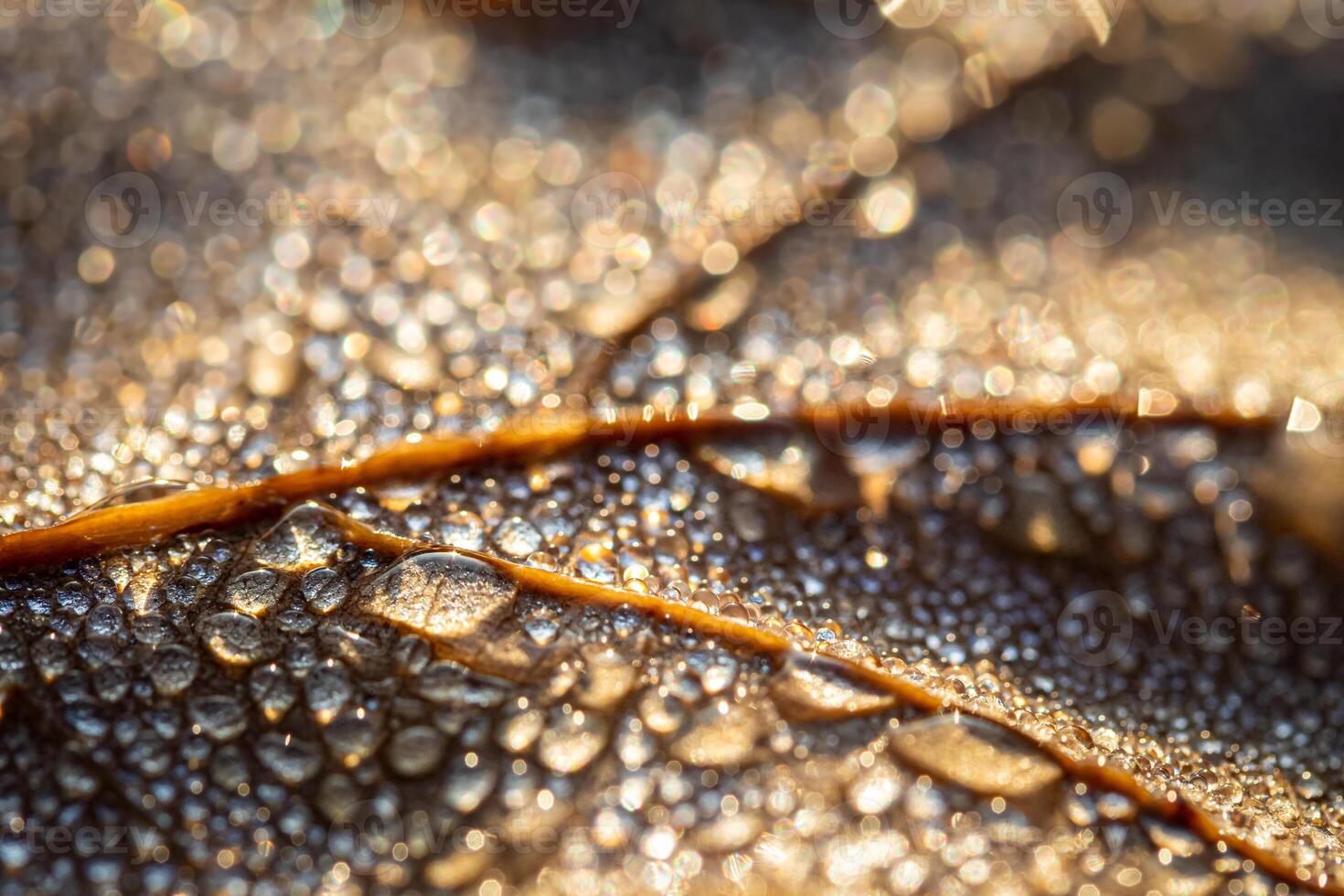 Dew drops on an autumn fallen leaf, shimmering in the sun, shot in close-up with bokeh. Abstract macro backdrop. photo