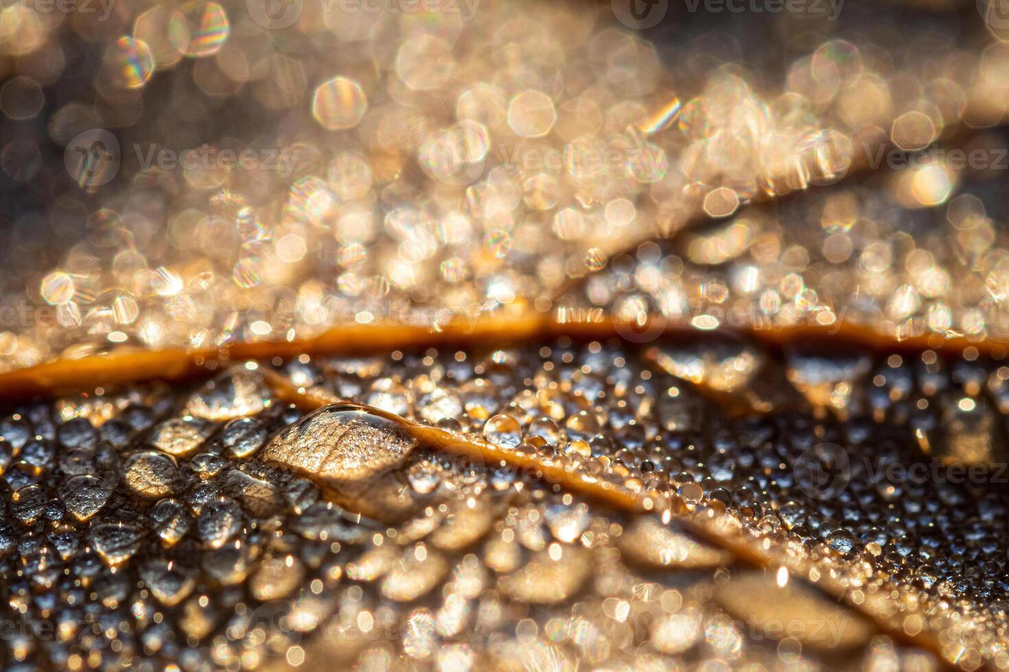 Dew drops on an autumn fallen leaf, shimmering in the sun, shot in close-up with bokeh. Abstract macro backdrop. photo