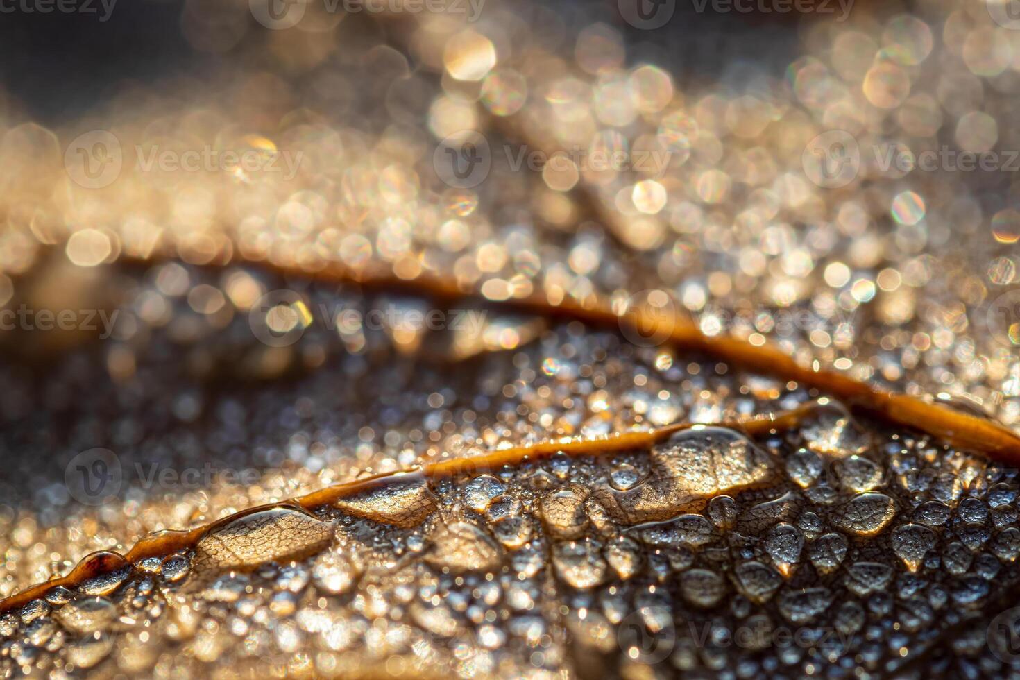 Dew drops on an autumn fallen leaf, shimmering in the sun, shot in close-up with bokeh. Abstract macro backdrop. photo