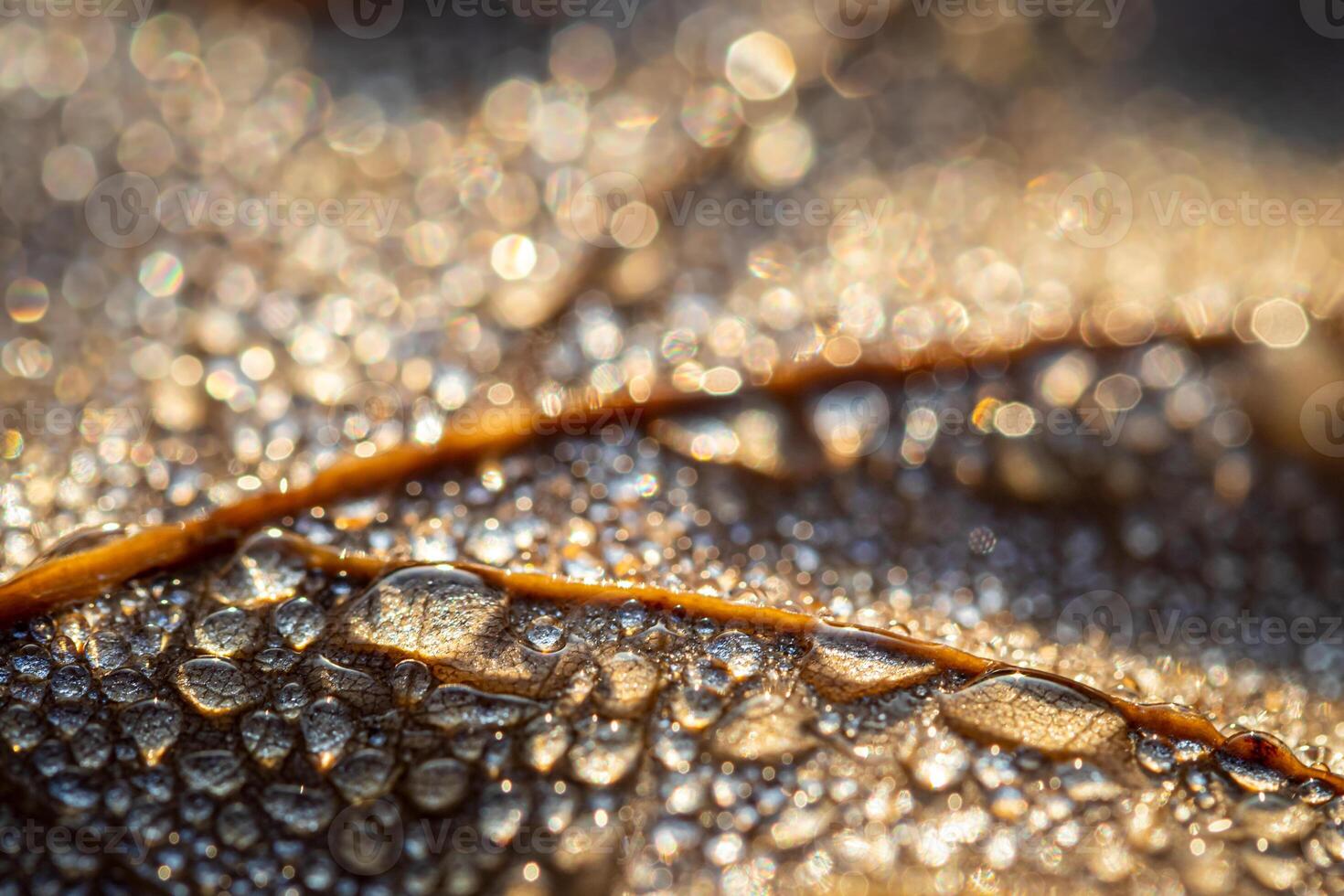 Dew drops on an autumn fallen leaf, shimmering in the sun, shot in close-up with bokeh. Abstract macro backdrop. photo