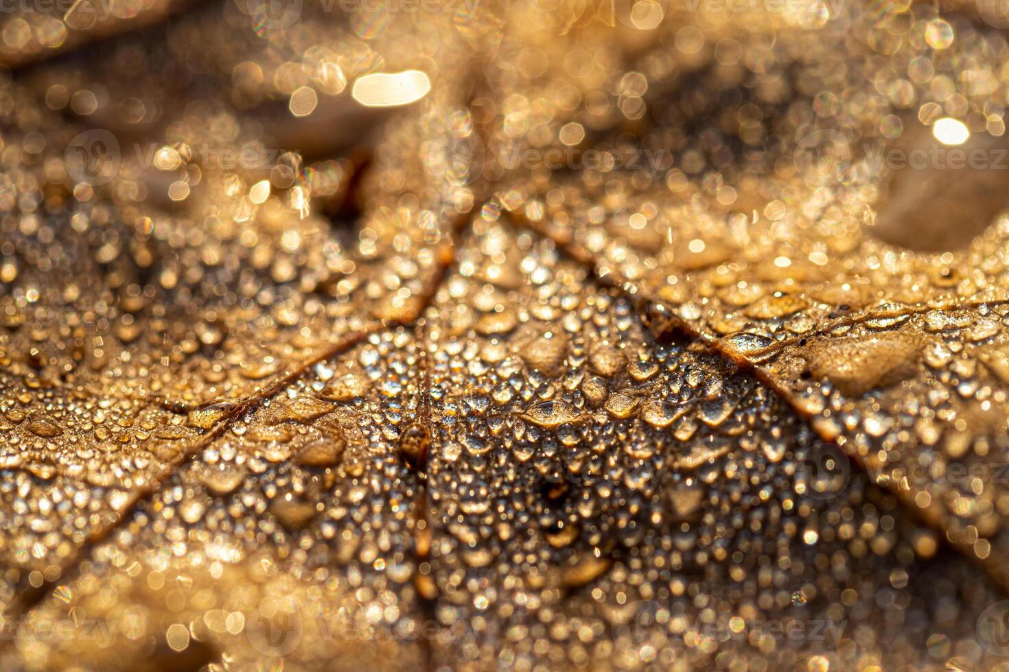 Dew drops on an autumn fallen leaf, shimmering in the sun, shot in close-up with bokeh. Abstract macro backdrop. photo