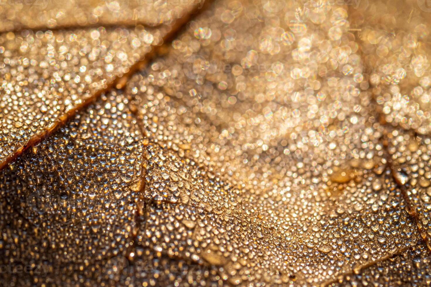 Dew drops on an autumn fallen leaf, shimmering in the sun, shot in close-up with bokeh. Abstract macro backdrop. photo