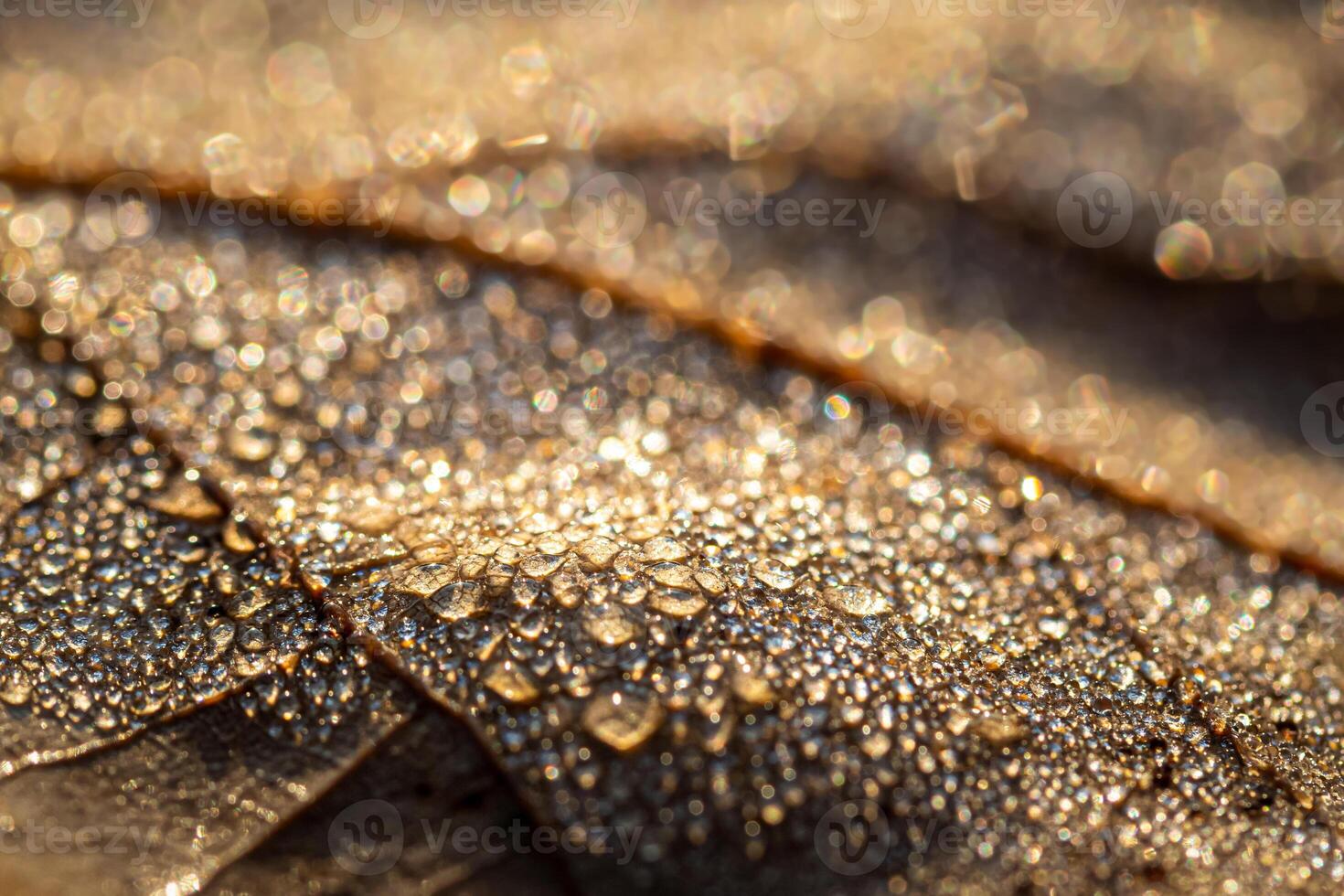 Dew drops on an autumn fallen leaf, shimmering in the sun, shot in close-up with bokeh. Abstract macro backdrop. photo