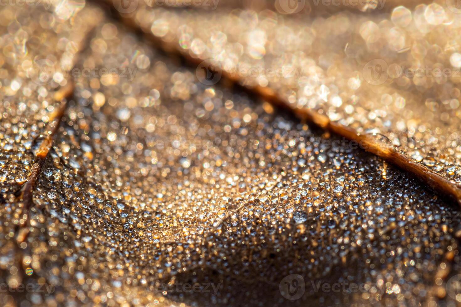 Dew drops on an autumn fallen leaf, shimmering in the sun, shot in close-up with bokeh. Abstract macro backdrop. photo