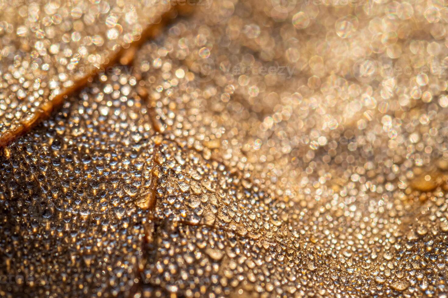 Dew drops on an autumn fallen leaf, shimmering in the sun, shot in close-up with bokeh. Abstract macro backdrop. photo