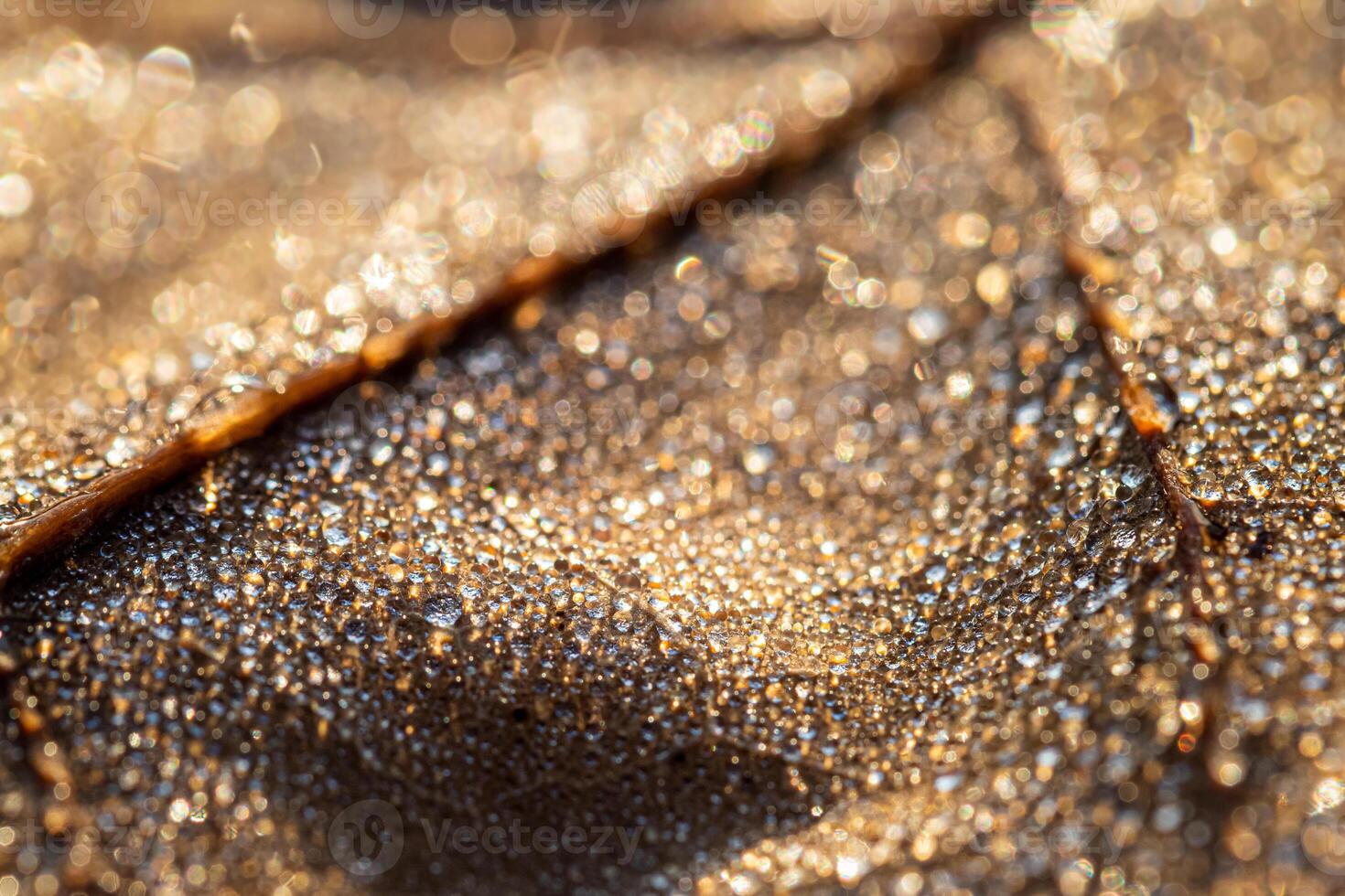 Dew drops on an autumn fallen leaf, shimmering in the sun, shot in close-up with bokeh. Abstract macro backdrop. photo