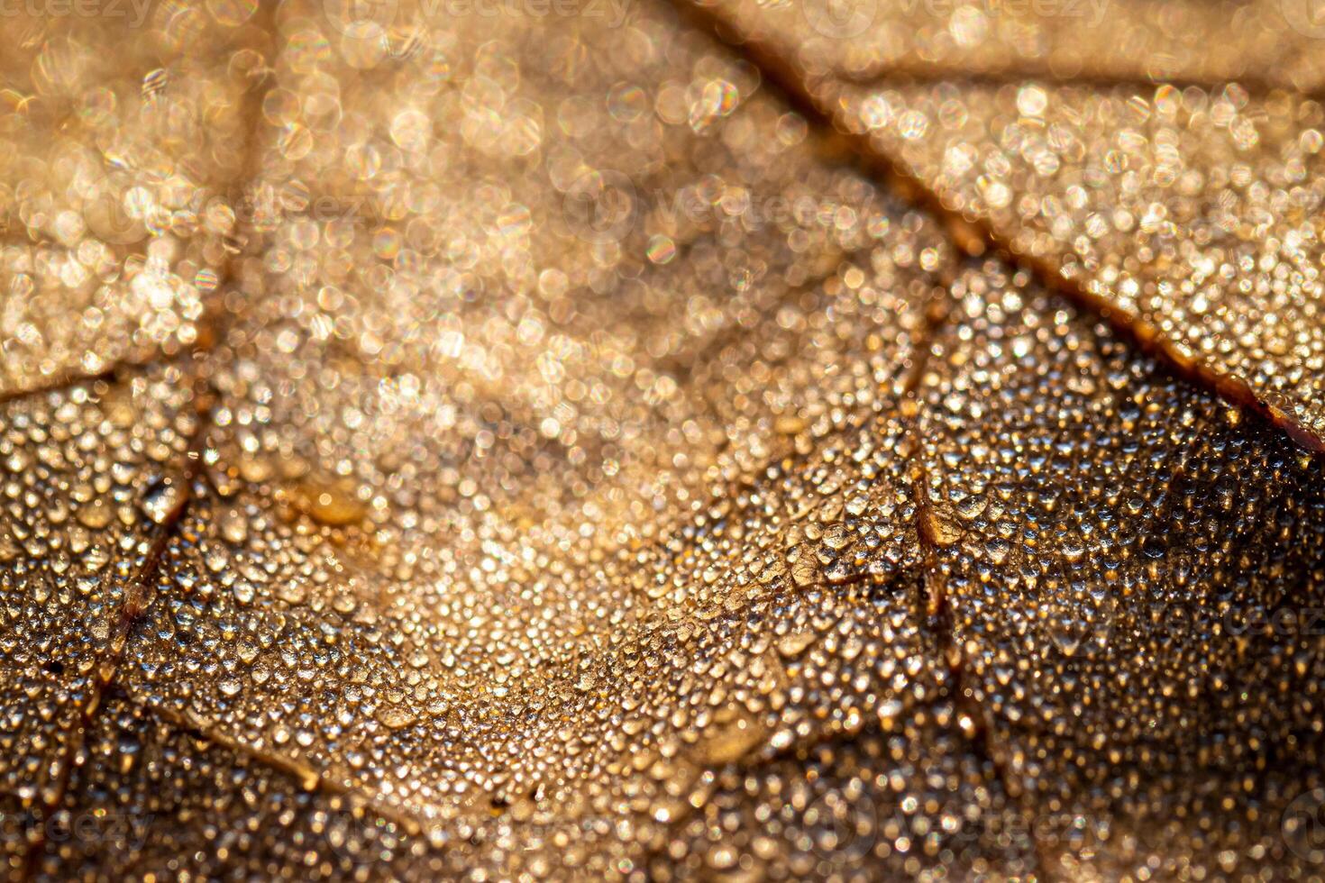 Dew drops on an autumn fallen leaf, shimmering in the sun, shot in close-up with bokeh. Abstract macro backdrop. photo