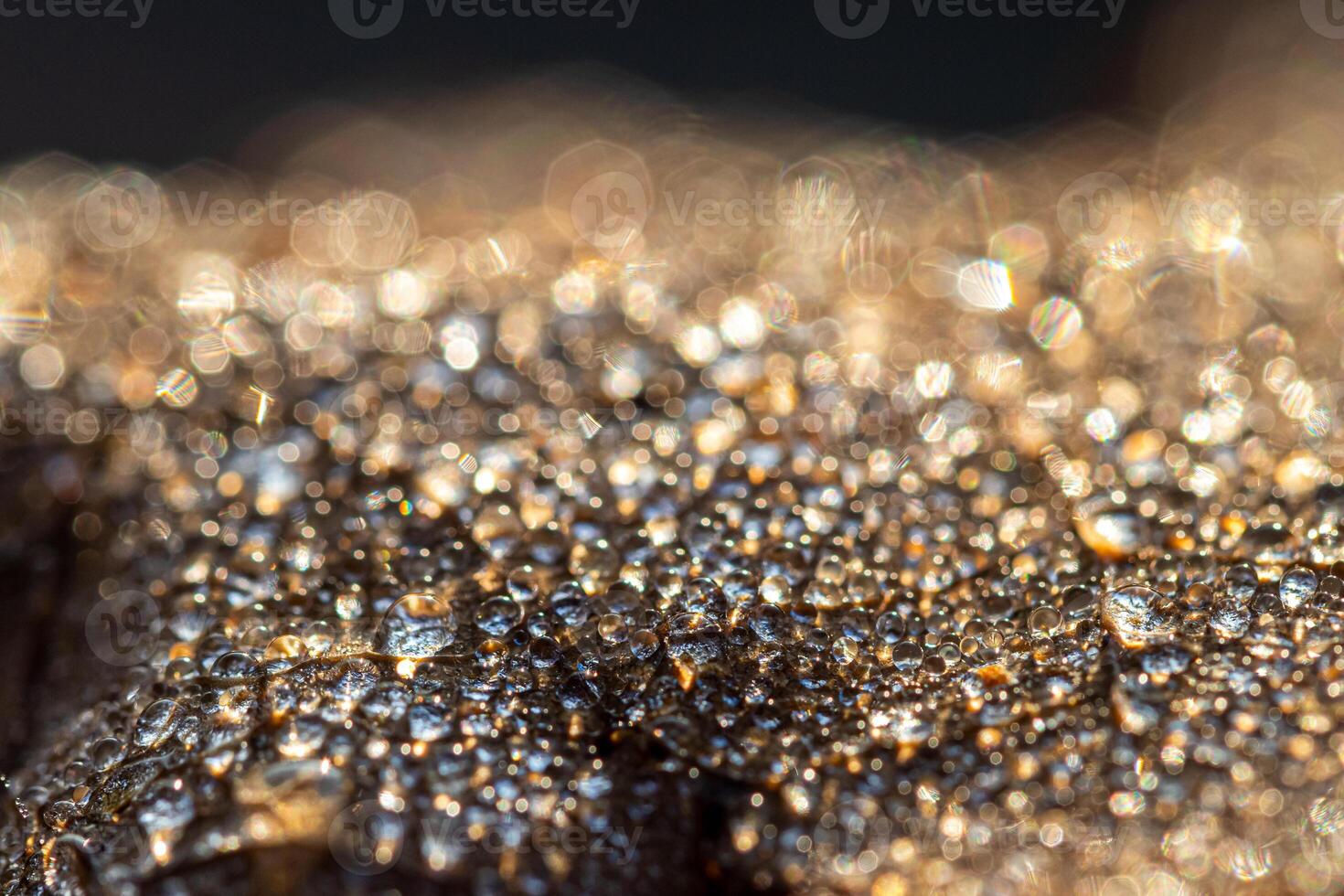 Dew drops on an autumn fallen leaf, shimmering in the sun, shot in close-up with bokeh. Abstract macro backdrop. photo