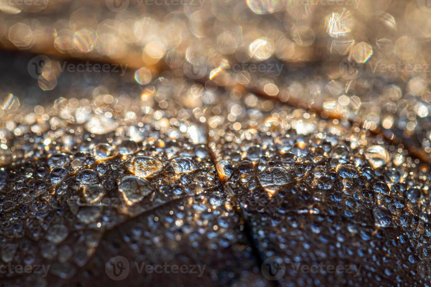 Dew drops on an autumn fallen leaf, shimmering in the sun, shot in close-up with bokeh. Abstract macro backdrop. photo