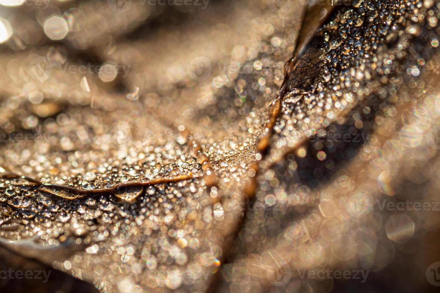 Dew drops on an autumn fallen leaf, shimmering in the sun, shot in close-up with bokeh. Abstract macro backdrop. photo