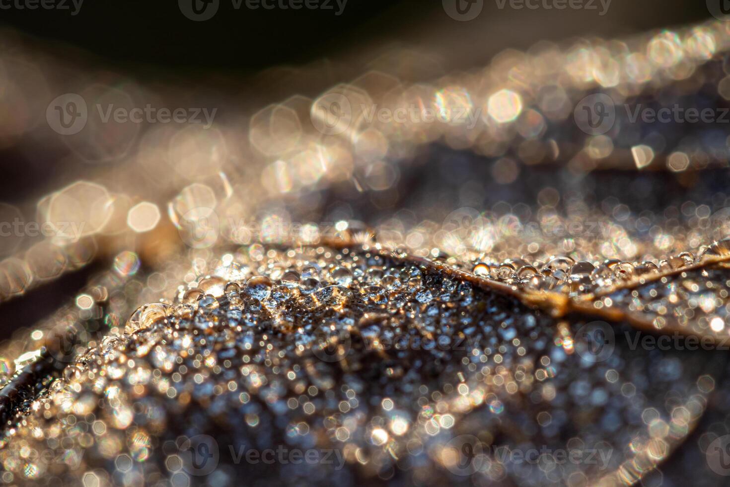Dew drops on an autumn fallen leaf, shimmering in the sun, shot in close-up with bokeh. Abstract macro backdrop. photo