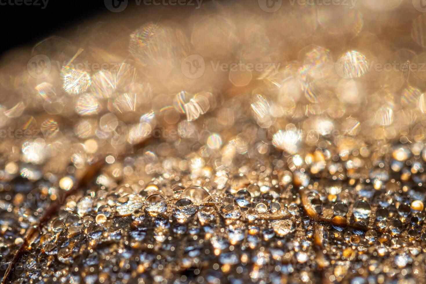 Dew drops on an autumn fallen leaf, shimmering in the sun, shot in close-up with bokeh. Abstract macro backdrop. photo