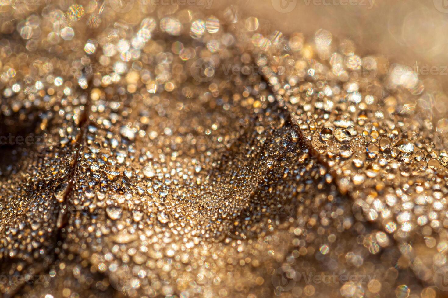 Dew drops on an autumn fallen leaf, shimmering in the sun, shot in close-up with bokeh. Abstract macro backdrop. photo