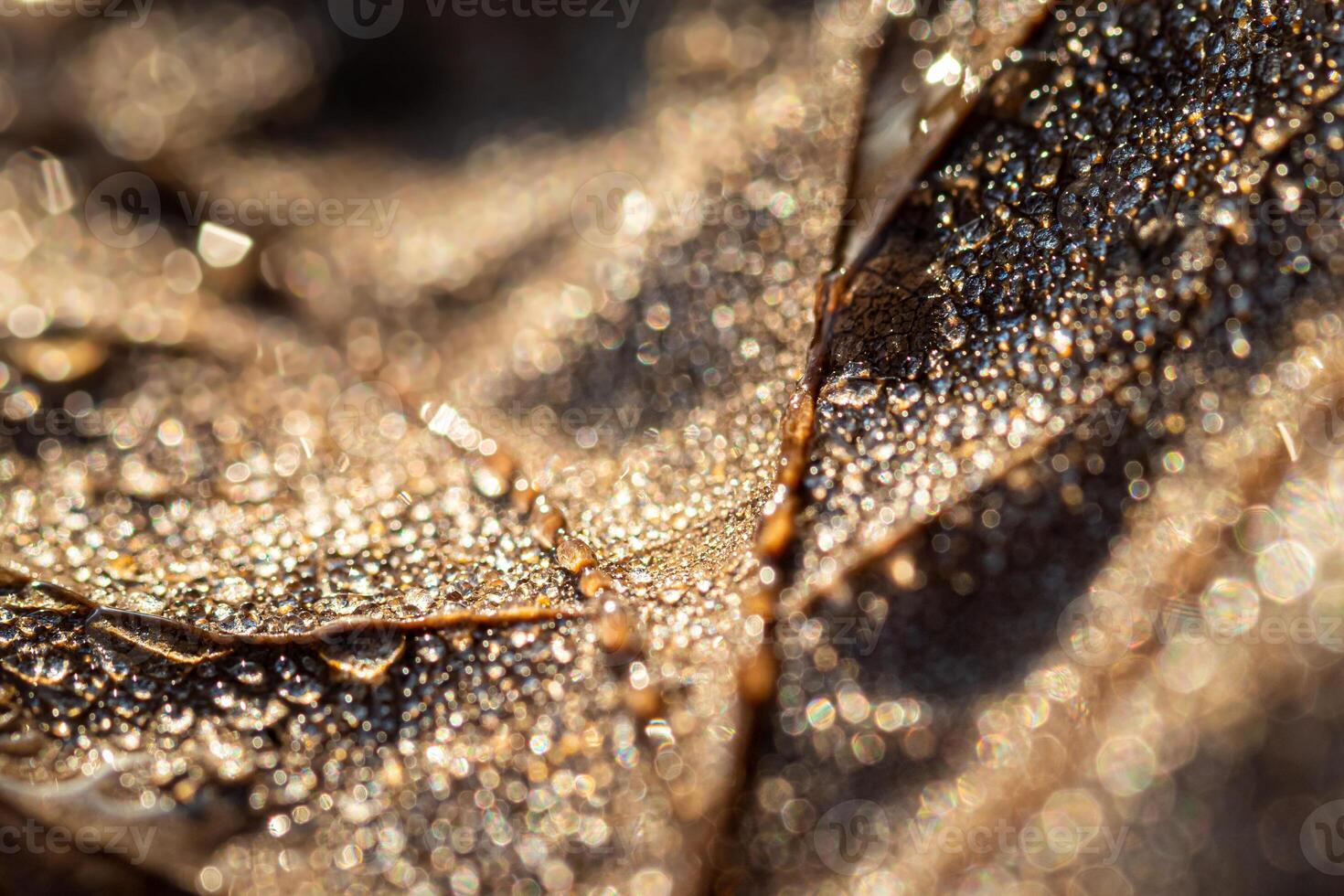 Dew drops on an autumn fallen leaf, shimmering in the sun, shot in close-up with bokeh. Abstract macro backdrop. photo